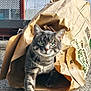 cat, gray_tabby, green_eyes, paper_bag, curious, emerging, outdoor, concrete, fence, netting, sunlight, shadow, pet, animal, whiskers, paw, closeup, texture, daylight, playful