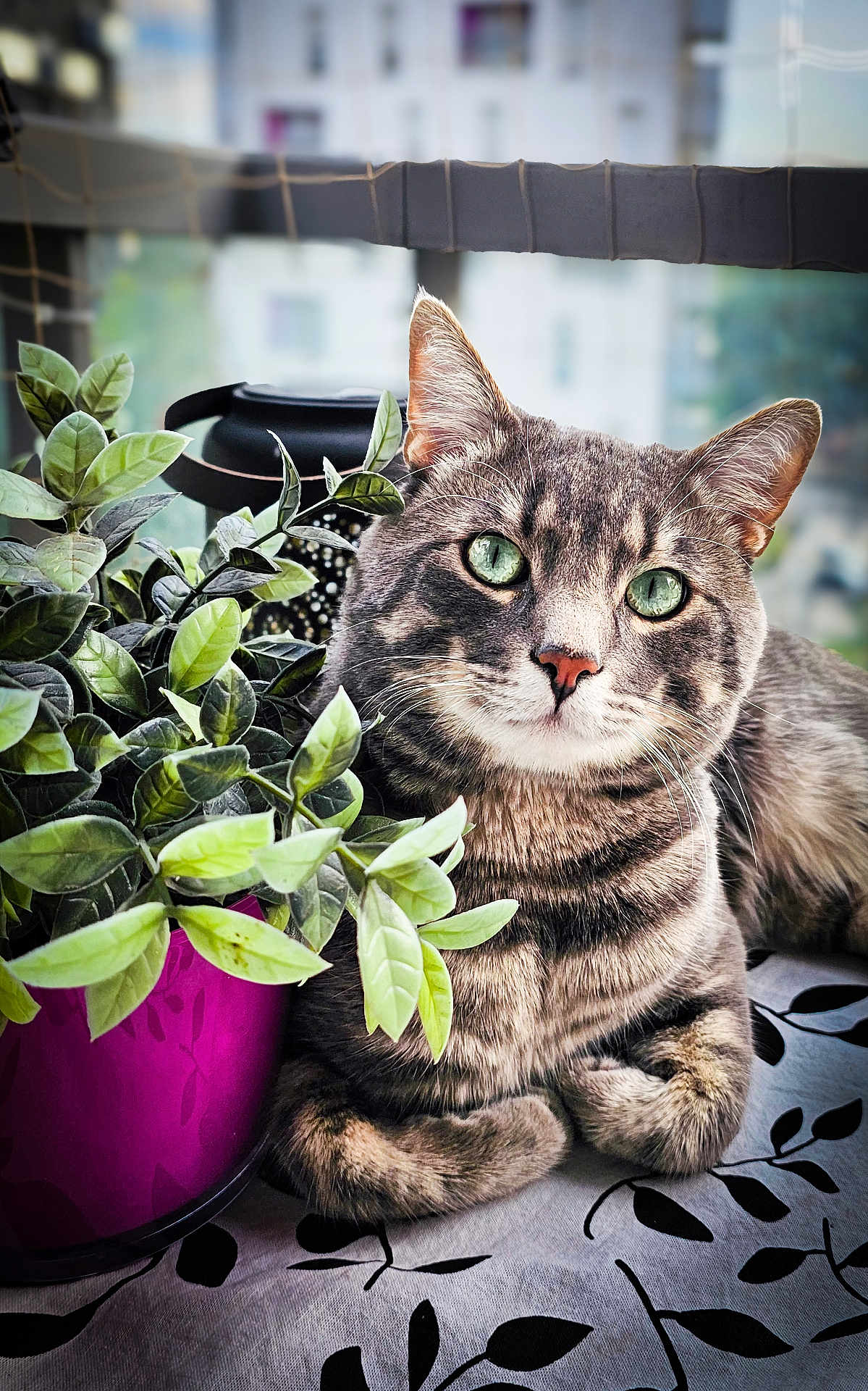 Titou