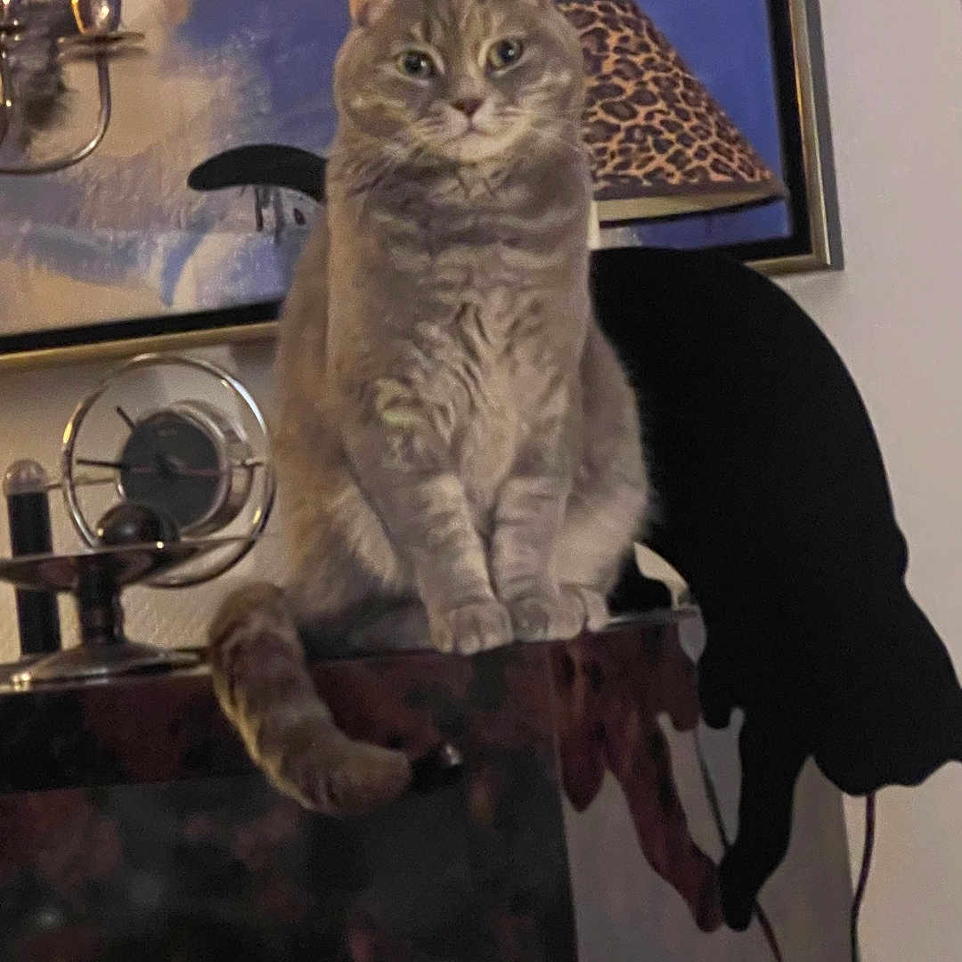 Tigroune a rejoint le concours — aidez-le/la à gagner de superbes lots ! cat, tabby_cat, indoor, furniture, lamp, shadow, painting, marble_surface, animal, pet, gray_cat, sitting, portrait, household, decor, leopard_print, wall, curious, feline, domestic
