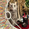 Tigroune a rejoint le concours — aidez-le/la à gagner de superbes lots ! cat, gray_tabby, mirror, reflection, pen_holder, pens, red_surface, indoor, plant, framed_picture, wallpaper, decor, furniture, table, curious, pet, animal, closeup, colorful, homedecor