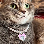 Tigroune a rejoint le concours — aidez-le/la à gagner de superbes lots ! cat, tabby, green_eyes, pearl_necklace, heart_pendant, cartoon_image, close_up, feline, pet, domestic_cat, whiskers, fur, portrait, indoor, cute, animal, relaxed, sitting, jewelry, accessory