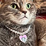 cat, tabby, green_eyes, pearl_necklace, heart_pendant, cartoon_image, close_up, feline, pet, domestic_cat, whiskers, fur, portrait, indoor, cute, animal, relaxed, sitting, jewelry, accessory