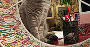 Tigroune participe au concours pour gagner de l'argent avec cette photo : cat, gray_cat, yarn, colorful, circular_object, desk, pens, pen_holder, computer_monitor, indoor, plant, green_leaves, reflection, curious, pet, feline, closeup, wooden_surface, decor, home_office
