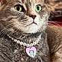 cat, tabby, gray_cat, green_eyes, pearl_necklace, heart_pendant, cartoon_character, close_up, pet, feline, whiskers, fur, domestic_cat, indoor, cute, portrait, animal, relaxed, sitting, cozy