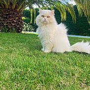 Plume a rejoint le concours — aidez-le/la à gagner de superbes lots ! cat, white_cat, fluffy, grass, outdoor, garden, palm_tree, greenery, pet, animal, nature, feline, sitting, sunlight, leaf, tree_trunk, yellow_eyes, fur, cute, domestic_animal