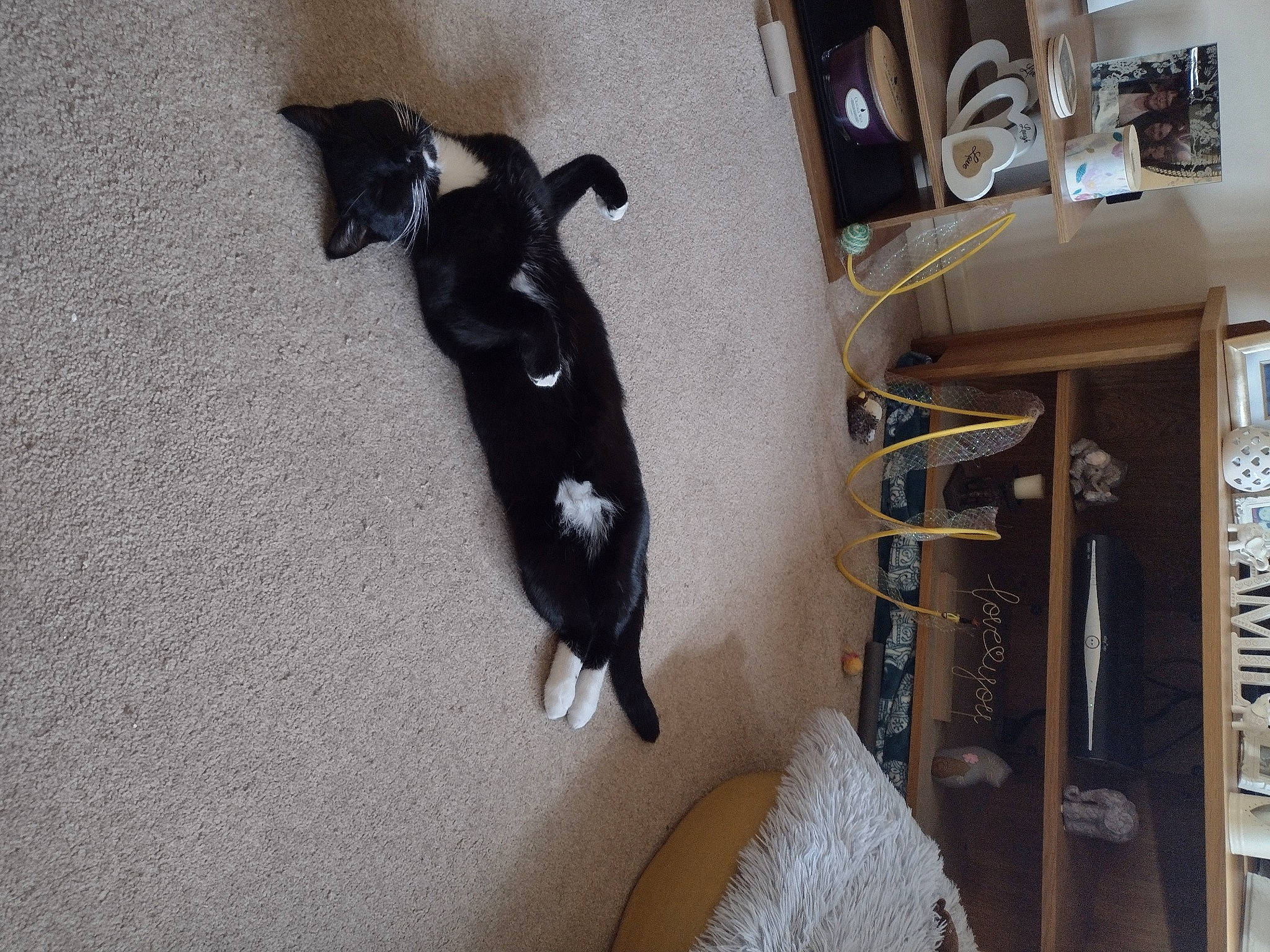 Indie is registered to the contest to win money with this photo: canidae, carnivore, dog_breed, felidae, fish, flooring, fur, grey, hardwood, linens, pet_supply, room, small_to_medium_sized_cats, snout, sporting_group, tail, whiskers, wood, working_animal