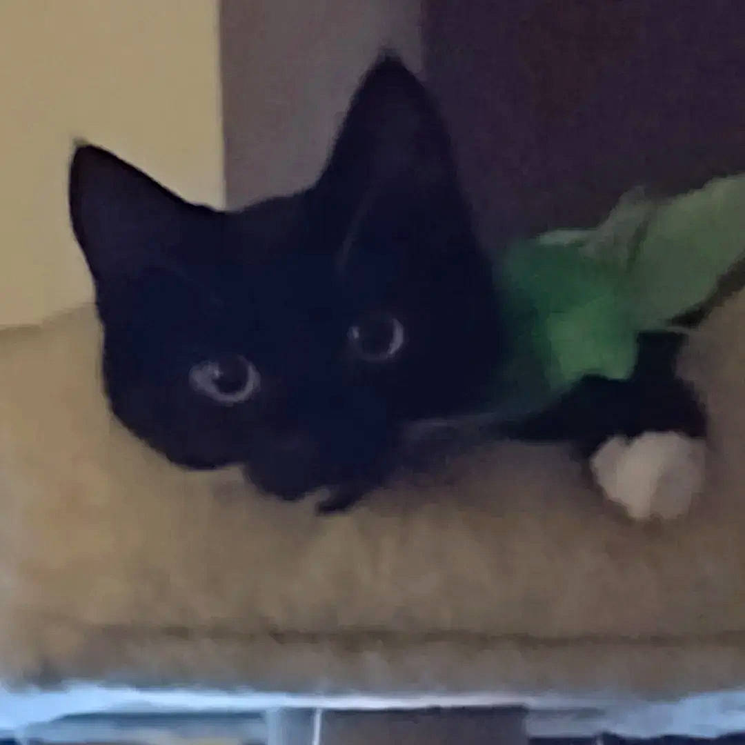 Indie joined the competition — help win amazing prizes! black_cat, carnivore, cat, cat_supply, comfort, domestic_short_haired_cat, felidae, fur, room, small_to_medium_sized_cats, snout, tail, whiskers