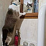 cat, mirror, bathroom, sink, paper_towel, soap_dispenser, collar, reflection, wood_frame, curious, standing, pet, domestic, wall_sign, indoor, animal, feline, wash_hands_sign, household, countertop