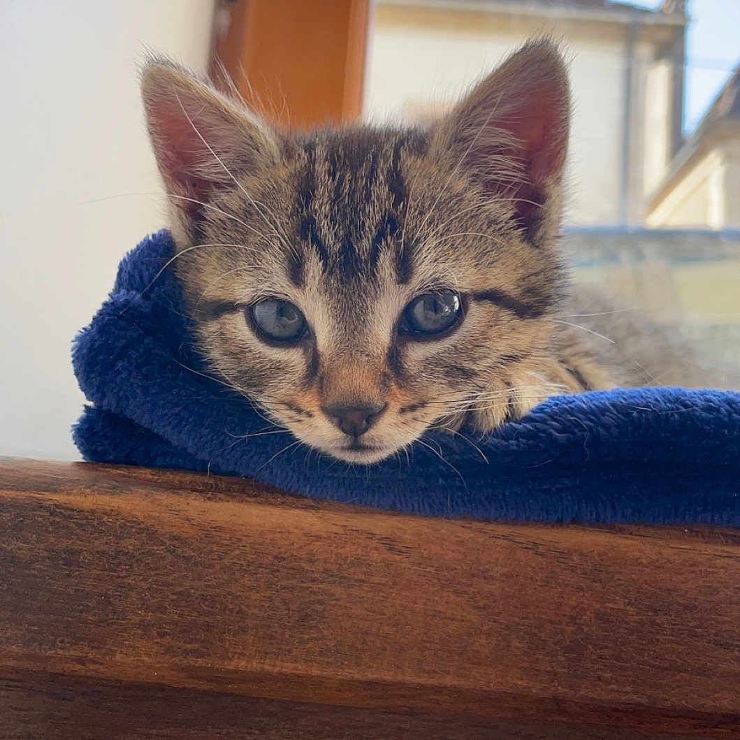 Laïko a rejoint le concours — aidez-le/la à gagner de superbes lots ! abyssinian, animal, architecture, blanket, building, cat, clocktower, couch, furniture, hardwood, homedecor, kitten, linen, manx, pet, siamese, spire, towel, tower, wood