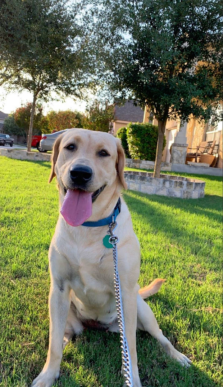 Chela is registered to the contest to win money with this photo: canidae, carnivore, companion_dog, dog, dog_breed, fawn, golden_retriever, grass, hunting_dog, labrador_retriever, mammal, rare_breed_dog, retriever, snout, sporting_group, vertebrate