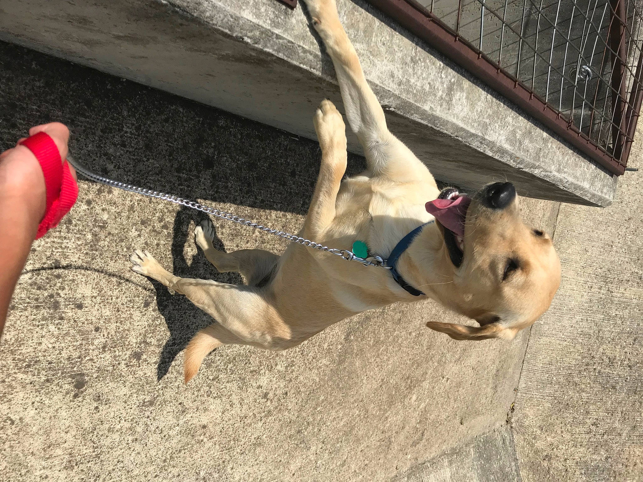 Chela joined the competition — help win amazing prizes! canidae, carnivore, dog, dog_breed, fawn, feist, non_sporting_group, sporting_group