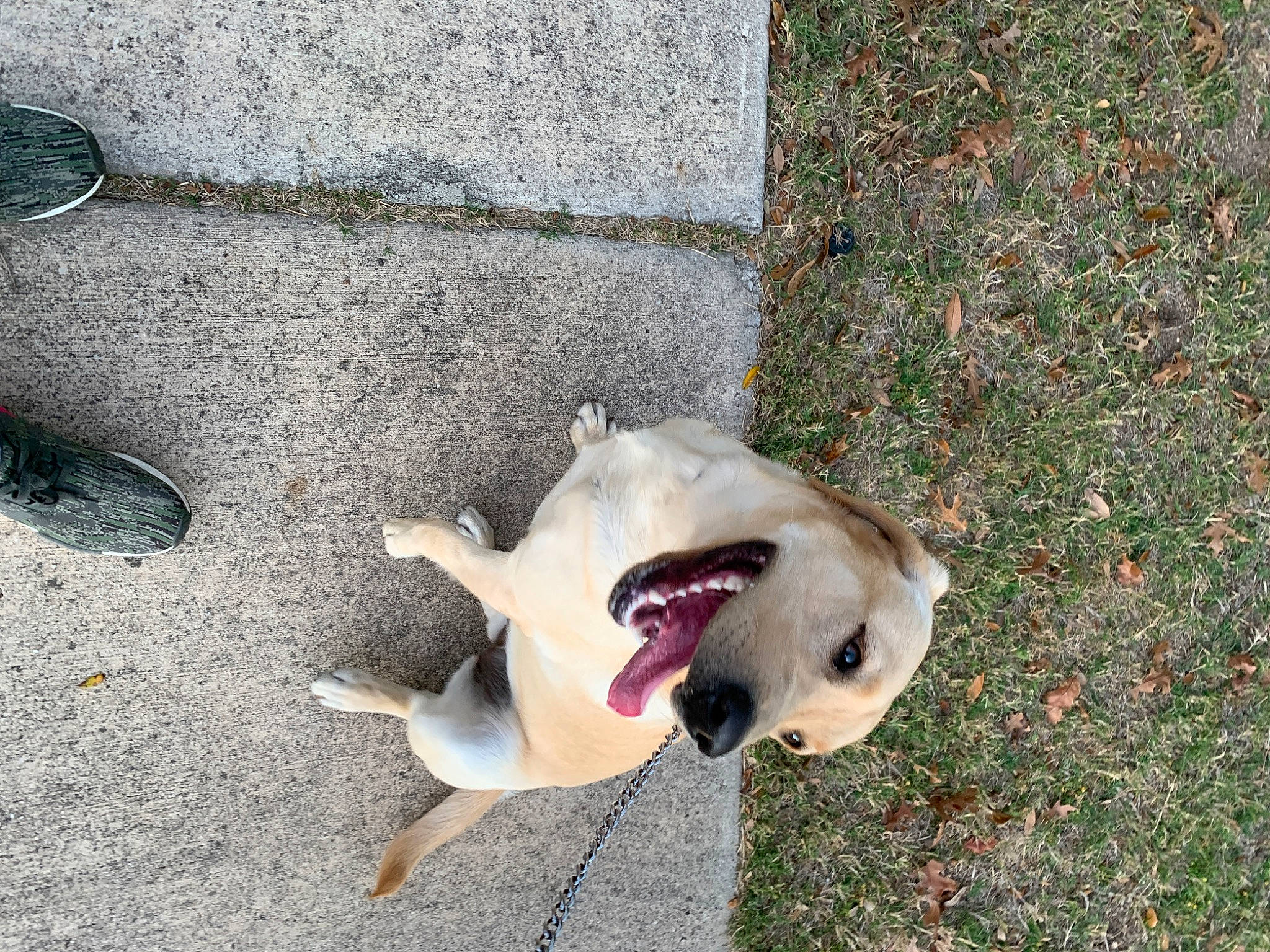 Chela is registered to the contest to win money with this photo: canidae, carnivore, dog, dog_breed, fawn, labrador_retriever, non_sporting_group, nose, puppy, retriever, snout, sporting_group, street_dog