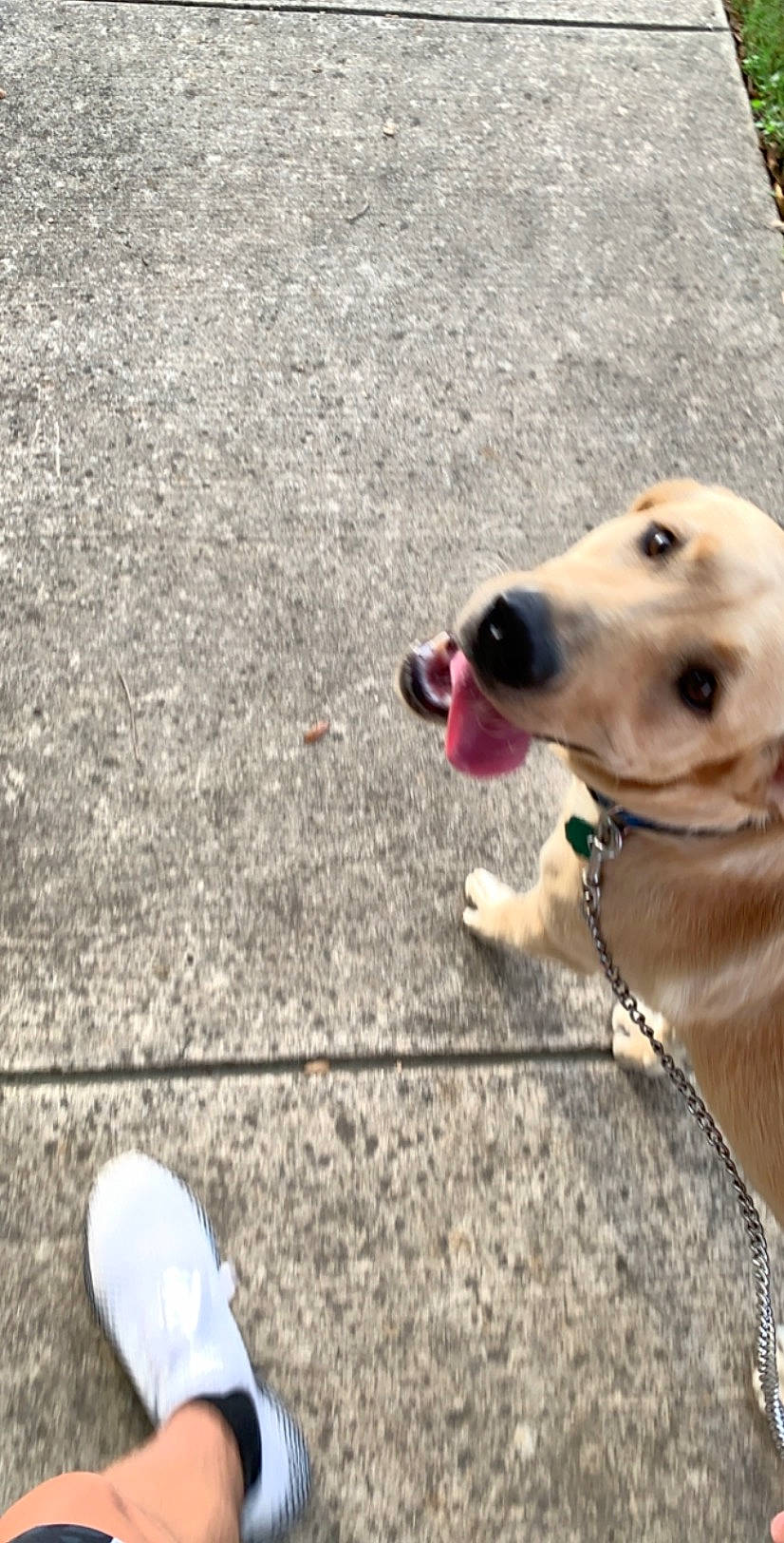 Chela joined the competition — help win amazing prizes! canidae, carnivore, companion_dog, dog, dog_breed, fawn, golden_retriever, labrador_retriever, mammal, nose, rare_breed_dog, retriever, snout, sporting_group, street_dog, vertebrate