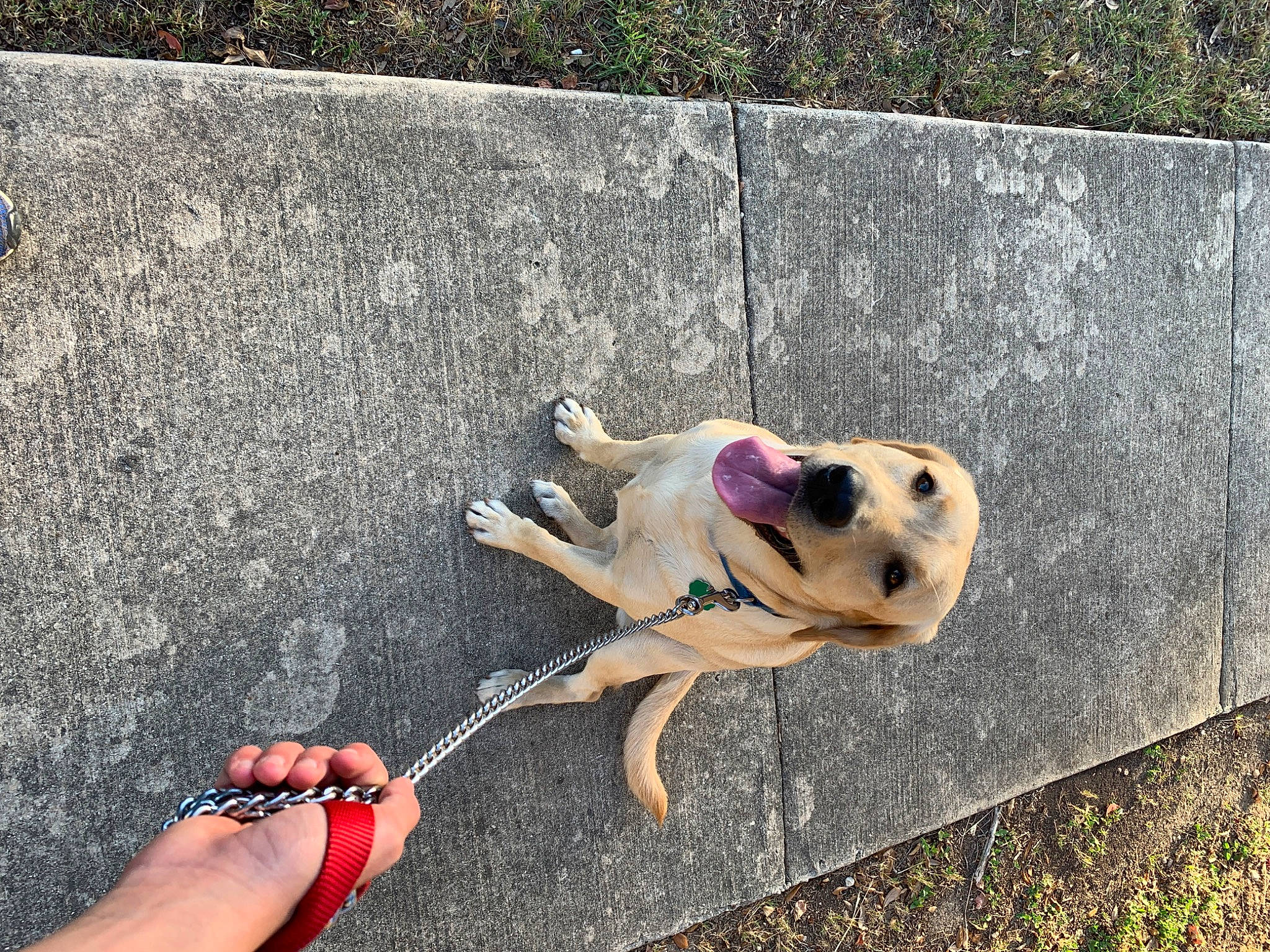 Chela joined the competition — help win amazing prizes! canidae, carnivore, dog, dog_breed, fawn, labrador_retriever, retriever, snout, sporting_group, street_dog