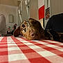 blurred_background, brown_dog, checkered_tablecloth, close_up, collar, cozy, dog, eyes, face, flag, indoor, italian_flag, leash, light, nose, people, resting, speckled, table, wall
