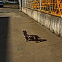 animal, brown, concrete, construction_equipment, dachshund, daytime, dog, empty_space, fence, nature, outdoor, pet, quiet, shadow, side_view, small_dog, spot, sunlight, walking, yellow