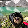Tessa a rejoint le concours — aidez-le/la à gagner de superbes lots ! alpine_lake, dog, dog_bowl, furry, grass, happy, hiking, lake, landscape, leash, mountains, nature, outdoors, pet, pomeranian, rocks, scenic, smile, tongue_out, water