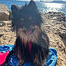 beach, closeup, dog, ears, fur, harness, leash, ocean, outdoors, paws, pomeranian, portrait, rocks, smiling, sunlight, tongue_out, towel, vacation, water, wet_fur