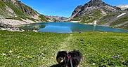 Tessa a rejoint le concours — aidez-le/la à gagner de superbes lots ! alpine, blue_sky, dog, foreground, grass, harness, hiking, lake, leash, meadow, mountain, outdoors, panorama, pet, pomeranian, reflection, rocks, scenic, trail, wildflowers