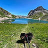 alpine, blue_sky, dog, foreground, grass, harness, hiking, lake, leash, meadow, mountain, outdoors, panorama, pet, pomeranian, reflection, rocks, scenic, trail, wildflowers