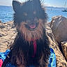 Tessa participe au concours pour gagner de l'argent avec cette photo : backlit, beach, boat, dog, happy, harness, ocean, outdoor, paws, pomeranian, portrait, rocks, sailboat, sea, shadow, summer, sunlight, tongue_out, towel, wet_fur