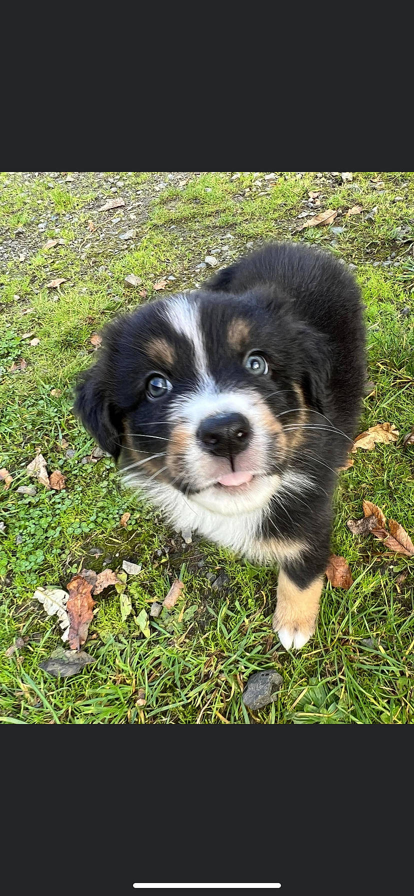 Spot a rejoint le concours — aidez-le/la à gagner de superbes lots ! beaglier, border_collie, canidae, carnivore, companion_dog, dog, dog_breed, fur, grass, groundcover, herding_dog, plant, puppy, snout, sporting_group, terrestrial_animal, toy_dog, whiskers, working_dog