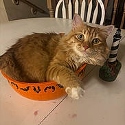 Tigger is registered to the contest to win money with this photo: bat_decorations, bowl, cat, chair, cute, decor, domestic_animal, fluffy, furniture, home, indoor, lighthouse_figurine, orange, orange_bowl, orange_cat, pet, relaxed, stretching, table, whiskers