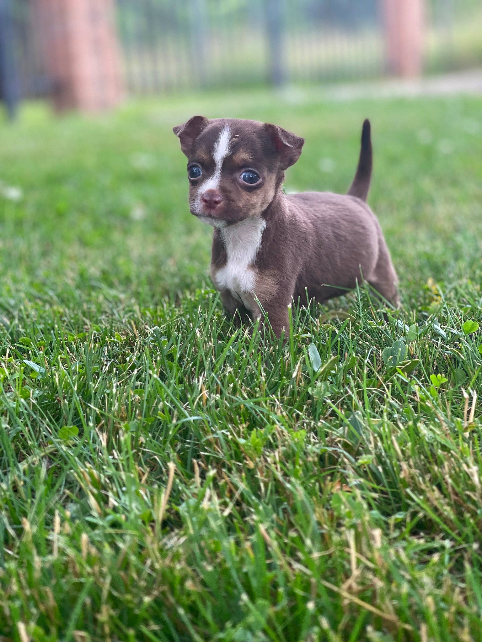 Buckeye joined the competition — help win amazing prizes! carnivore, chihuahua, companion_dog, dog, dog_breed, fawn, grass, grass_family, grassland, groundcover, lawn, plant, snout, sporting_group, tail, terrestrial_animal, terrier, toy_dog, whiskers, working_animal