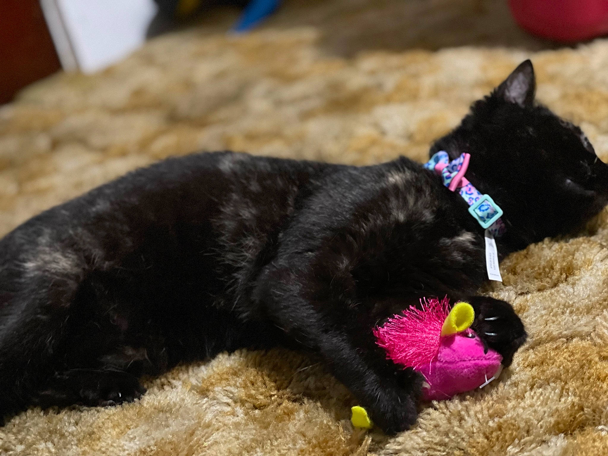 Luna joined the competition — help win amazing prizes! black_cat, bombay, canidae, carnivore, cat, claw, collar, dog_breed, domestic_short_haired_cat, fashion_accessory, felidae, fur, grass, plant, small_to_medium_sized_cats, snout, sporting_group, tail, terrestrial_animal, whiskers