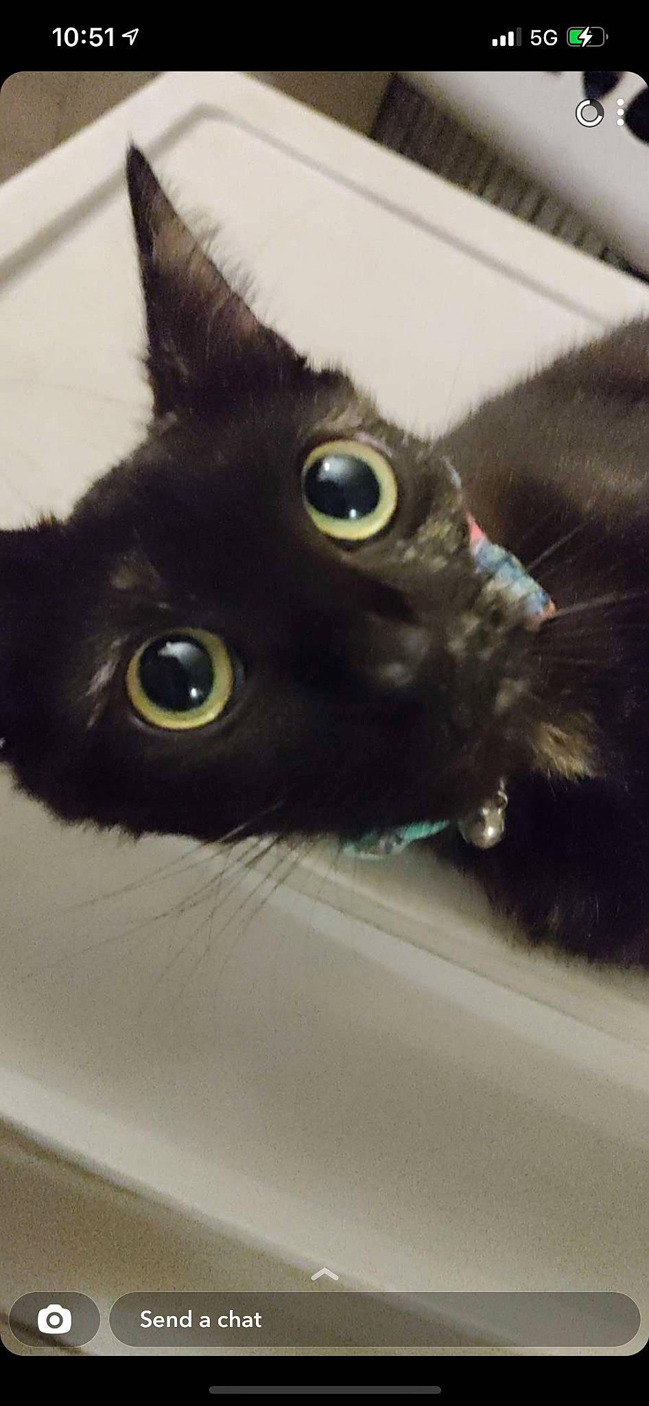 Luna is registered to the contest to win money with this photo: black_cat, bombay, carnivore, cat, claw, domestic_short_haired_cat, ear, felidae, fur, iris, small_to_medium_sized_cats, snout, terrestrial_animal, whiskers