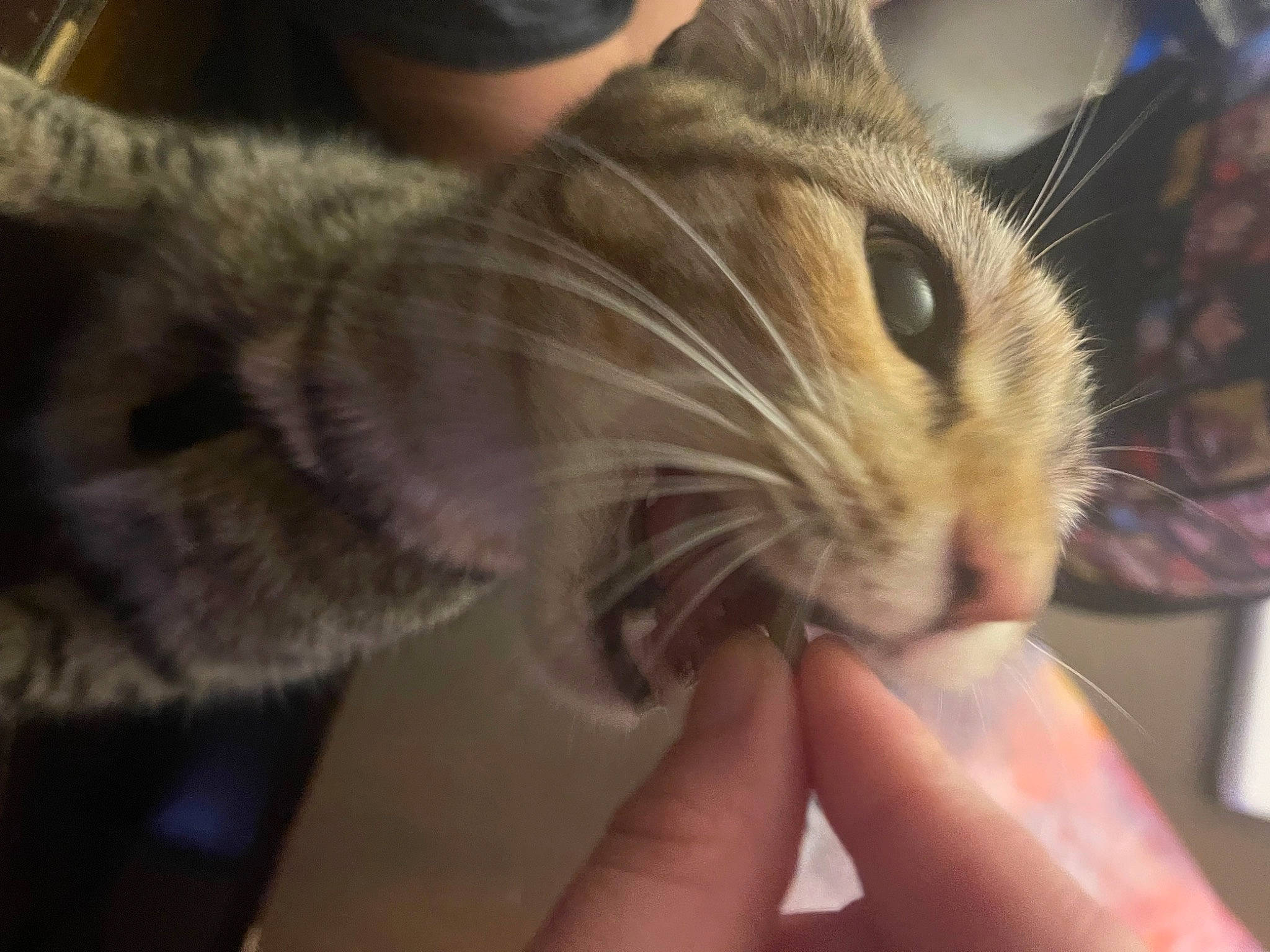 Nala joined the competition — help win amazing prizes! carnivore, cat, claw, domestic_short_haired_cat, ear, eye, eyelash, fawn, felidae, finger, fur, gesture, hand, nail, paw, rodent, small_to_medium_sized_cats, snout, terrestrial_animal, whiskers