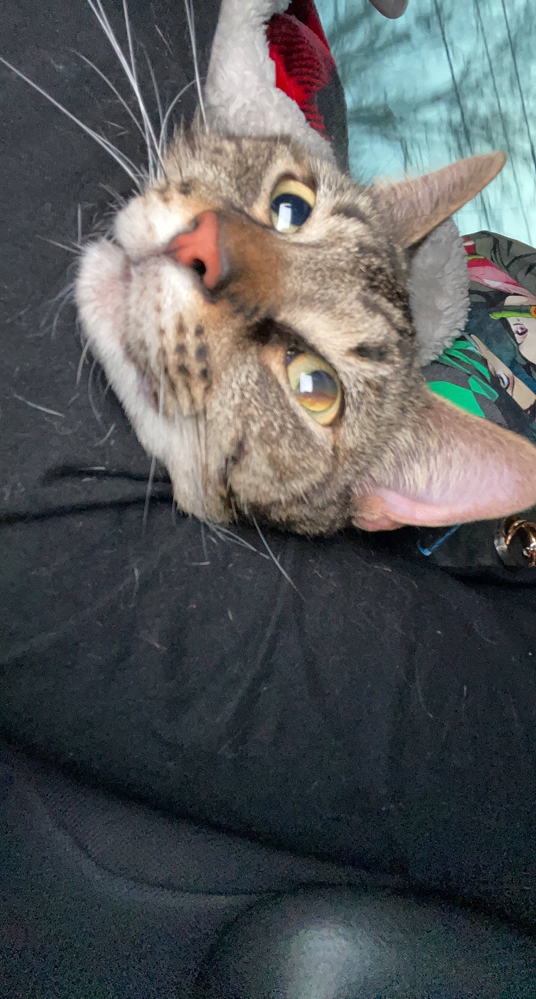 Nala is registered to the contest to win money with this photo: carnivore, cat, claw, domestic_short_haired_cat, ear, eye, felidae, fur, paw, small_to_medium_sized_cats, snout, terrestrial_animal, whiskers, wildlife