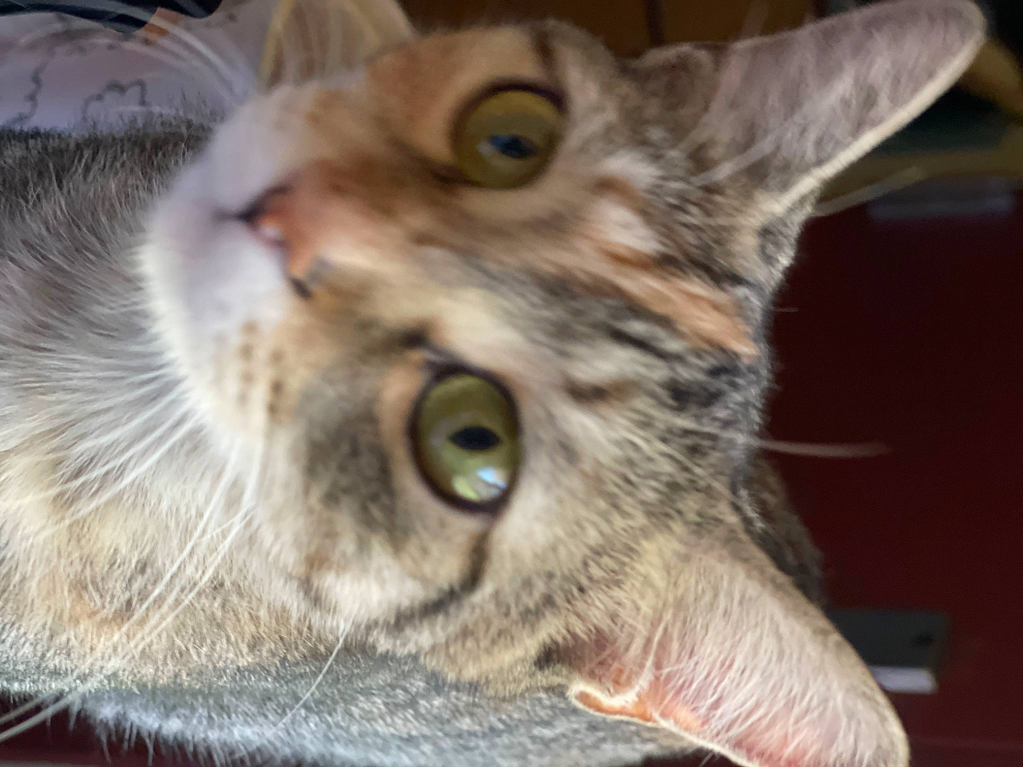 Nala is registered to the contest to win money with this photo: carnivore, cat, domestic_short_haired_cat, ear, felidae, fur, small_to_medium_sized_cats, snout, whiskers, wildlife