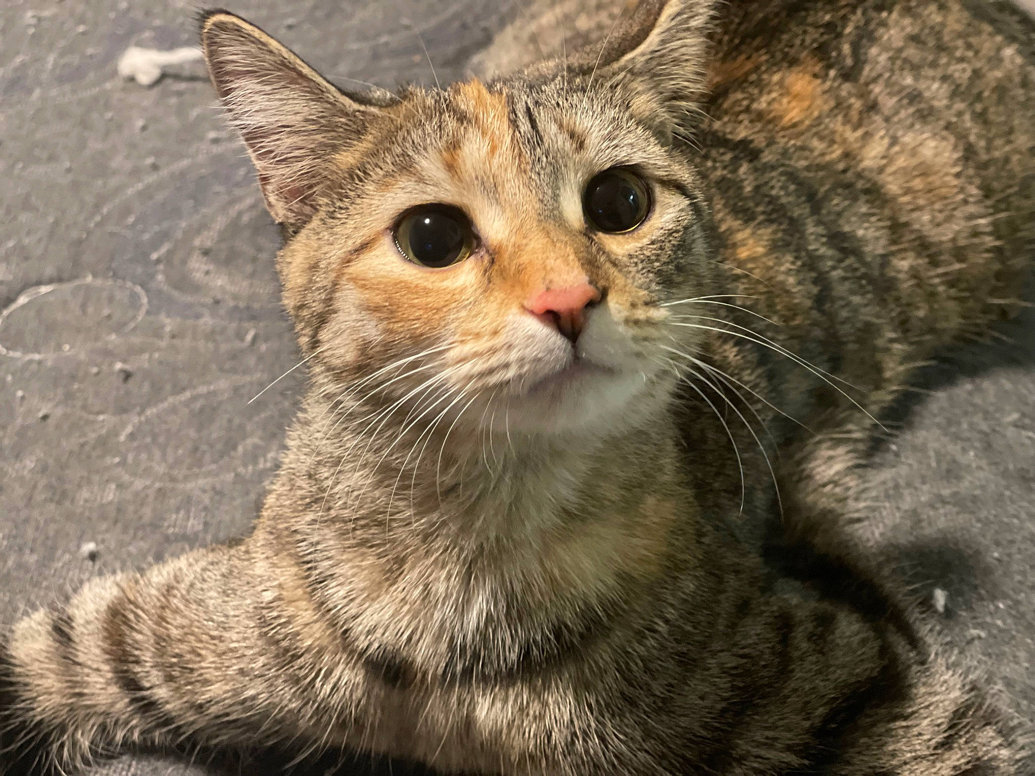 Nala is registered to the contest to win money with this photo: carnivore, cat, claw, close_up, domestic_short_haired_cat, eye, felidae, fur, grass, paw, small_to_medium_sized_cats, snout, tail, terrestrial_animal, tree, whiskers, wildlife