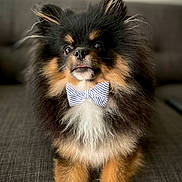 Bruno joined the competition — help win amazing prizes! dog, pomeranian, bow_tie, fluffy, pet, cute, indoor, couch, fur, brown, black, white, animal, portrait, small_dog, sitting, companion, domestic, friendly, adorable