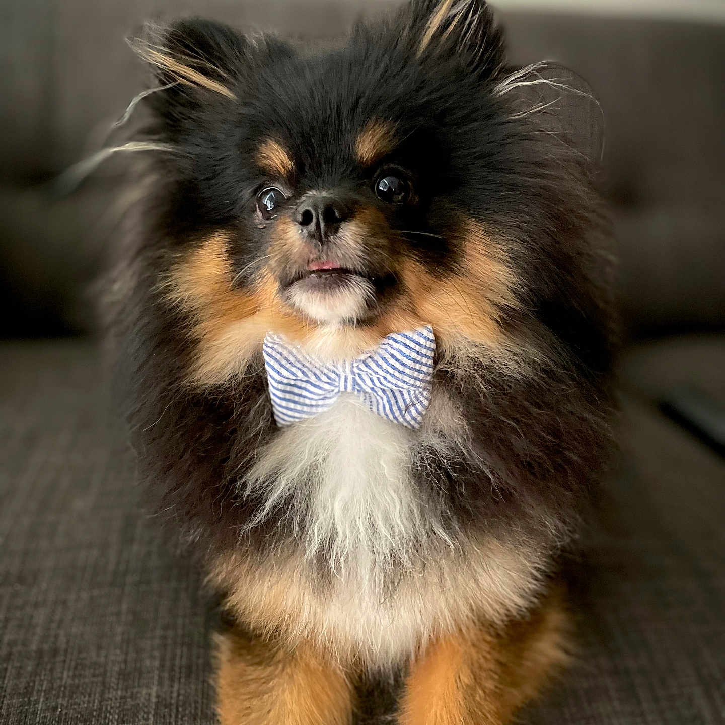 Bruno joined the competition — help win amazing prizes! adorable, animal, black, bow_tie, brown, companion, couch, cute, dog, domestic, fluffy, friendly, fur, indoor, pet, pomeranian, portrait, sitting, small_dog, white