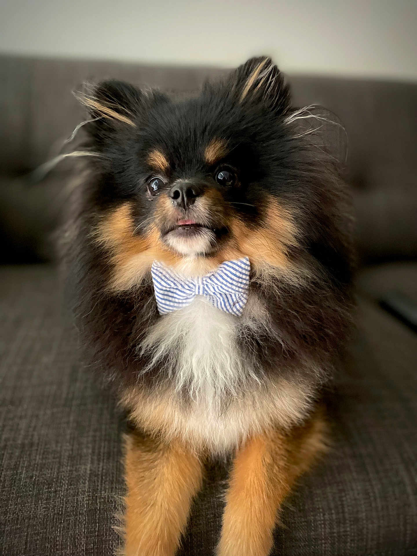 Bruno joined the competition — help win amazing prizes! dog, pomeranian, bow_tie, fluffy, pet, cute, indoor, couch, fur, brown, black, white, animal, portrait, small_dog, sitting, companion, domestic, friendly, adorable