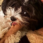 Oreo is registered to the contest to win money with this photo: dog, pet, chewing, toy, bone, closeup, fluffy, black_and_white, fur, animal, cute, indoor, blanket, cozy, playful, snout, mouth, texture, relaxing, companion