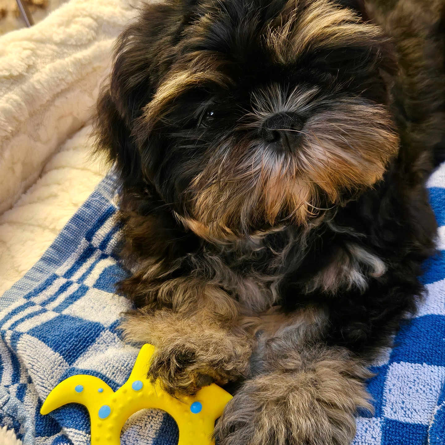 Woky a rejoint le concours — aidez-le/la à gagner de superbes lots ! animal, blanket, blue_blanket, checkered_blanket, closeup, cozy, cute, dog, fluffy, fur, indoor, paw, pet, playful, puppy, resting, small_dog, soft, toy, yellow_toy