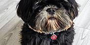 Woky participe au concours pour gagner de l'argent avec cette photo : adorable, animal, black, canine, collar, companion, cute, dog, domestic_animal, floor, fluffy, fur, indoor, pet, portrait, puppy, sitting, small_dog, tag, tan