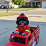 animal, black_dog, costume, cute, dog, dress_up, fire_truck, firefighter, fun, outdoor, pet, playing, puppy, red, sidewalk, small_dog, suburban, summer, toy, vehicle