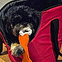 Woky participe au concours pour gagner de l'argent avec cette photo : animal, black_dog, canine, carrying_bag, closeup, cute, dog, domestic_animal, floor, fur, indoor, orange_bone, pet, pet_accessory, playful, red_bag, resting, rope_toy, tan_paws, toy