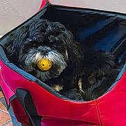 Woky participe au concours pour gagner de l'argent avec cette photo : animal, black, black_fur, canine, cozy, cute, dog, fabric, fur, indoor, mouth, pet, pet_carrier, playful, red, resting, toy, white_fur, yellow_ball, zipper