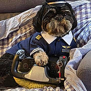 Woky participe au concours pour gagner de l'argent avec cette photo : dog, pet, shih_tzu, pilot_uniform, captain, hat, steering_wheel, keychain, paw, plaid_blanket, couch, indoor, cute, costume, portrait, closeup, black_and_brown_fur, button, seat, plush_bed
