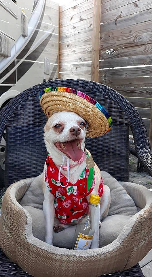 Bobby joined the competition — help win amazing prizes! boston_terrier, canidae, carnivore, chihuahua, companion_dog, dog, dog_breed, dog_clothes, french_bulldog, headgear, non_sporting_group, puppy, toy_dog