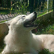Thalès a rejoint le concours — aidez-le/la à gagner de superbes lots ! dog, white_fur, pet, outdoor, grass, fence, tongue_out, teeth, muzzle, happy, closeup, portrait, sunlight, shadow, paw, backyard, relaxed, fluffy, canine, sitting