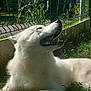 dog, white_fur, pet, outdoor, grass, fence, tongue_out, teeth, muzzle, happy, closeup, portrait, sunlight, shadow, paw, backyard, relaxed, fluffy, canine, sitting