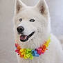 dog, husky, white_fur, blue_eyes, portrait, close_up, floral_collar, lei, smiling, tongue, indoor, pet, domestic_dog, happy, fluffy, ears, nose, mouth, collar, cute