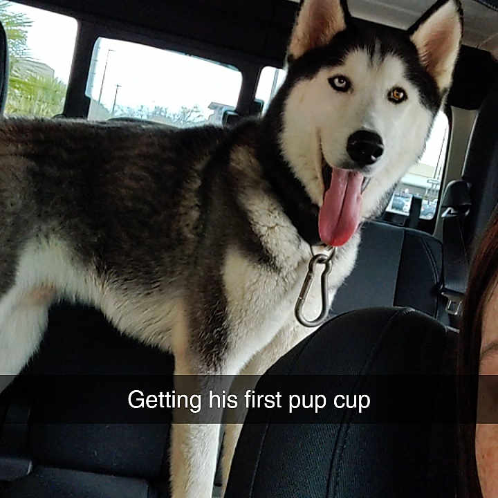 Luke is registered to the contest to win money with this photo: alloywheel, animal, bodypart, canine, car, carwheel, cushion, dog, eskimodog, headrest, homedecor, husky, machine, pet, puppy, spoke, tire, transportation, vehicle, wheel