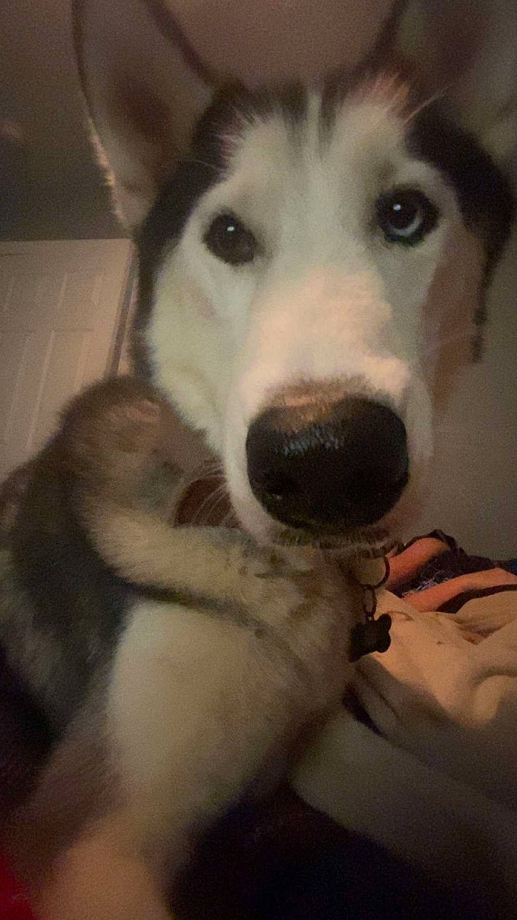 Luke joined the competition — help win amazing prizes! animal, bodypart, canine, dog, eskimodog, finger, hand, hound, husky, mouth, person, pet, puppy, snout, tongue, whitedog